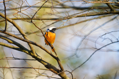 流離いの風来ジョビ…