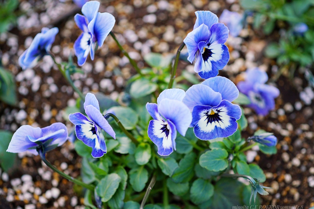 自由勝手気まま…