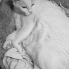 だから…やめなさいって(自分に言ってます)