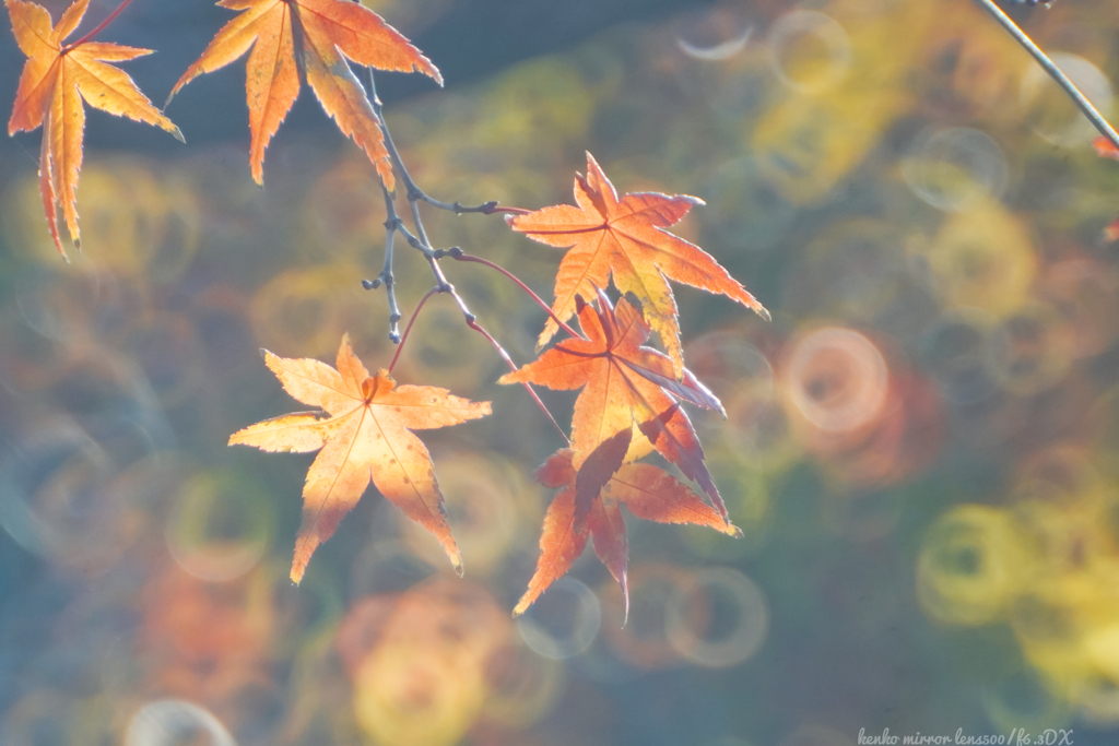 木霊達の冬支度…