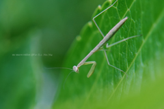 カマキリベビー…