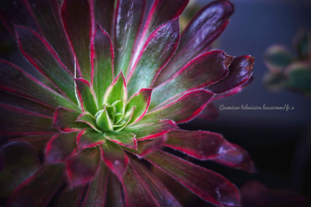 アエオニウム "フェニックスフレーム"