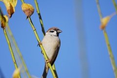 秋"という帆を上げて…
