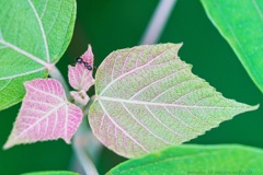 Japanese mallotus ＆ ant…
