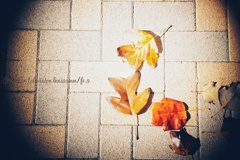 とても大きく、可愛い枯れ葉…