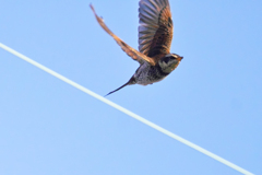 キャッキャ〜…と