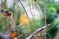 フライング…何とかゲット