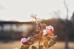 枯れゆく花も、咲いている…