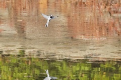 動画の一時停止⏸️ポチっとに見える？