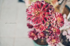 4年目の春を待つ…