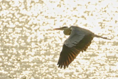 黄金の海を渡る…