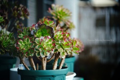 アエオニウム"海王"…