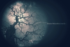 月夜の開花合図…