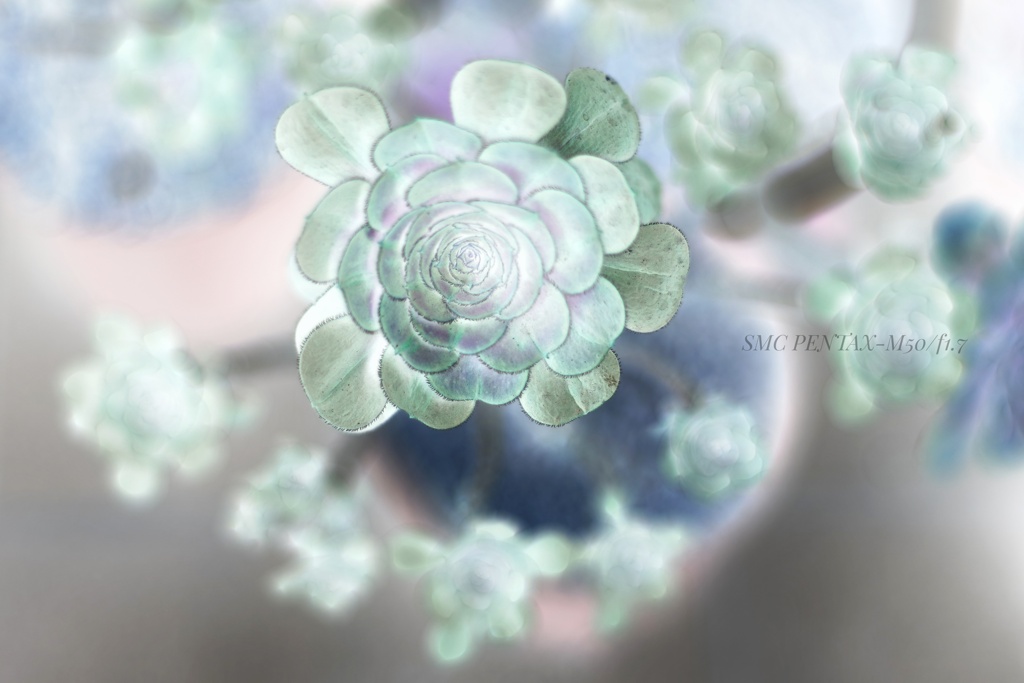 未来的？な植物