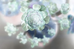 未来的？な植物