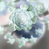 未来的？な植物
