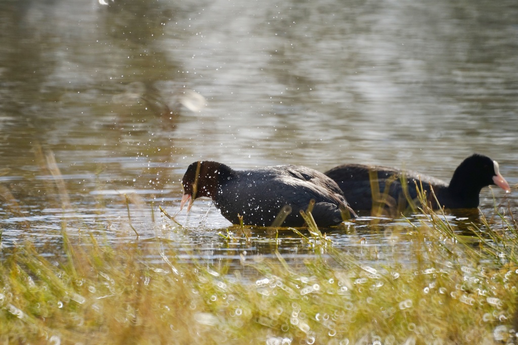 オオバン振る舞い…