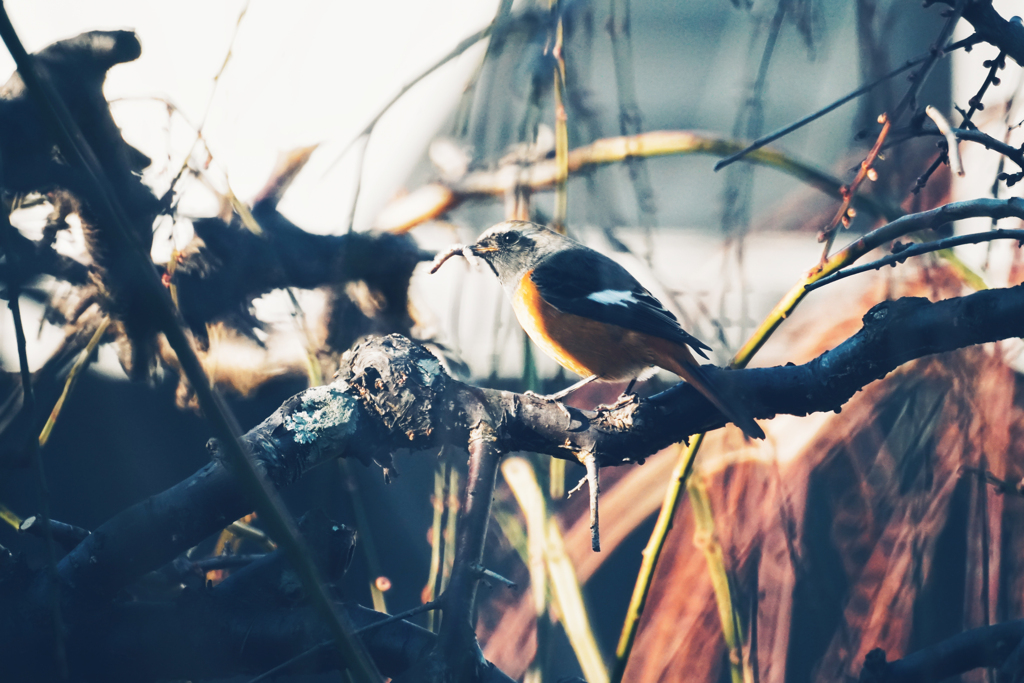 ミラー越しの野生…