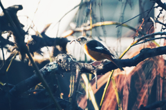 ミラー越しの野生…