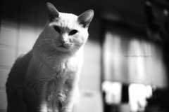 二度寝権を主張する顔…