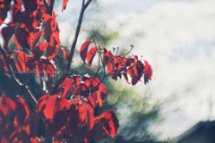 輝く秋の知らせ…