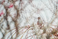 蕾に知らせる声...