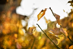 しっとりと秋…侘び寂びの世界