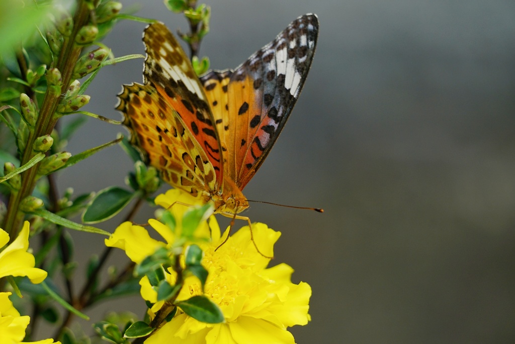 ツマグロヒョウモン…