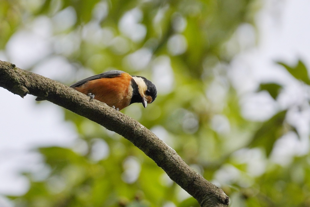 コンコン枝を突く音で…