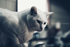 ようやく…XR RIKENON50/f2 初期型