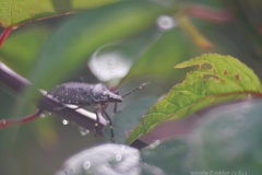 Mottled shield bug…