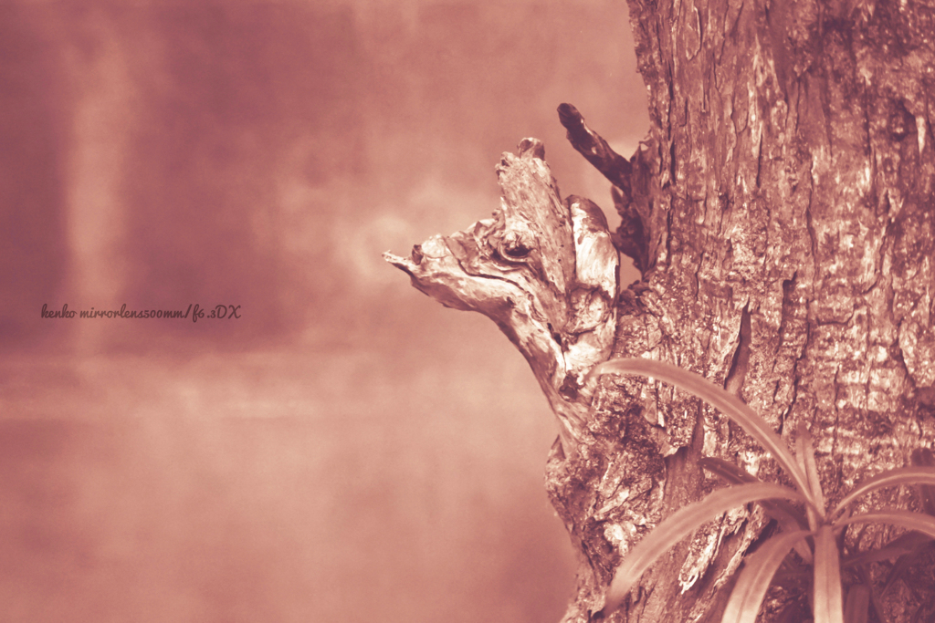 エリ槇トカゲ…