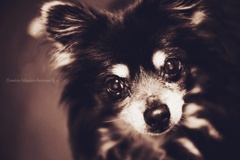 老いという名の肖像…