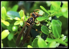 WASPと言う名の…