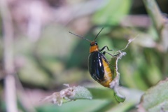 ウリハムシモドキ…