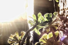 朝陽を受けて未知なる成長…