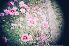 コスモスイッチ…