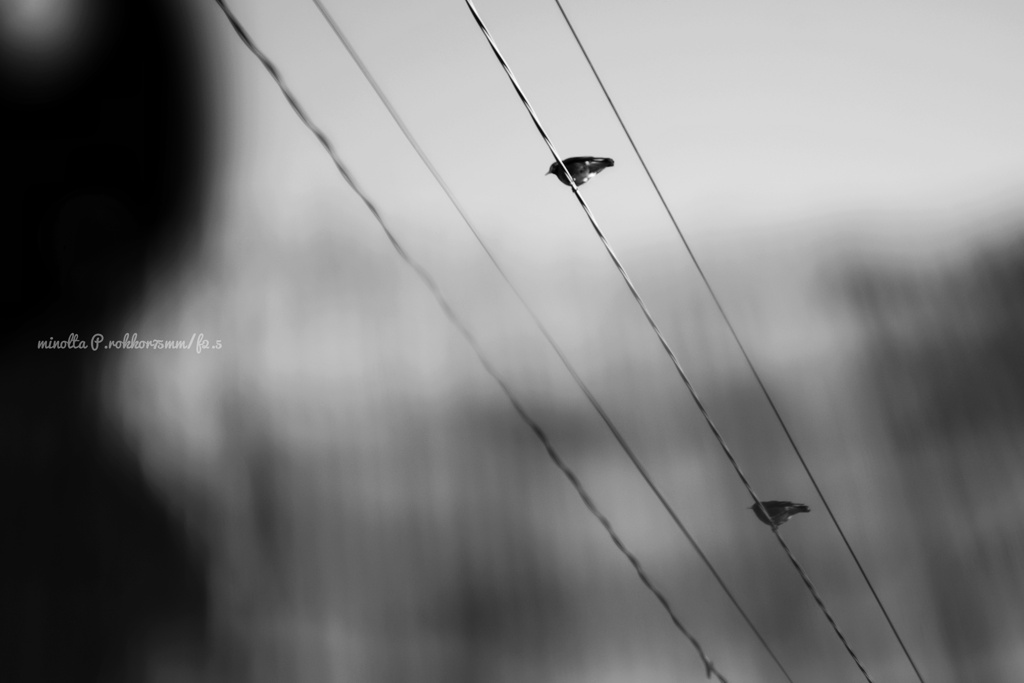 春よ、来いと弦を鳴らす…