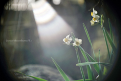 夜に香る、光…