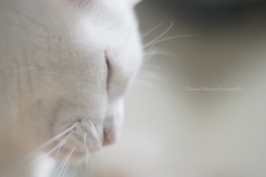 じっとそこに…