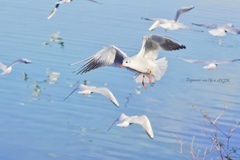 青い海とよろしくユリカモメ…