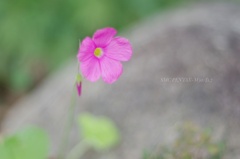 小さなご近所さん…