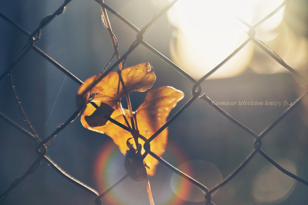 早朝の秋に隠れた夏の足跡…