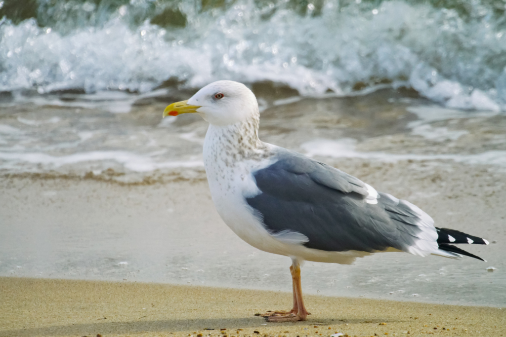 オオセグロカモメ…