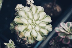 自ら発光するような…