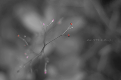 PM３時だ草…