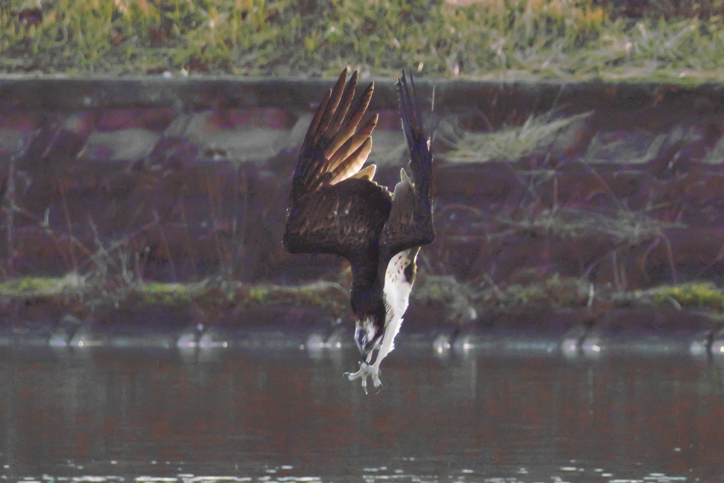 Osprey Dive…