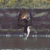 Osprey Dive…