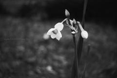 静かに名乗る…