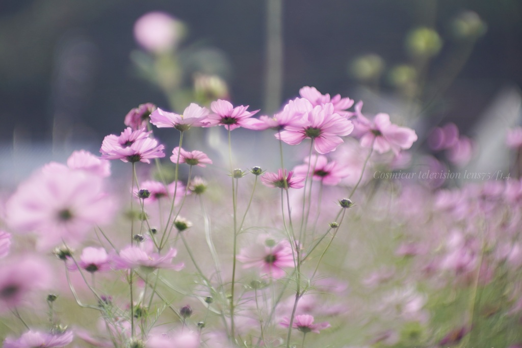 優しく輝く秋桜…